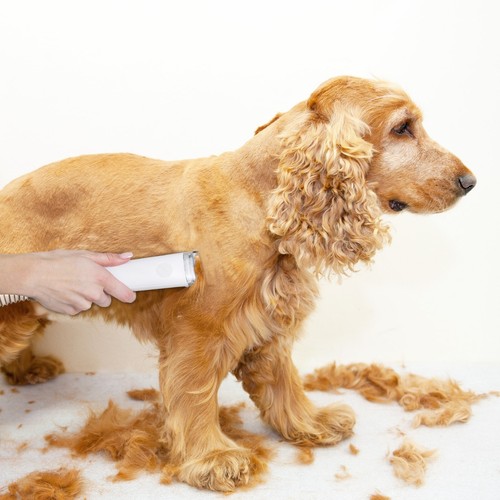Dog grooming kit - dog, pet